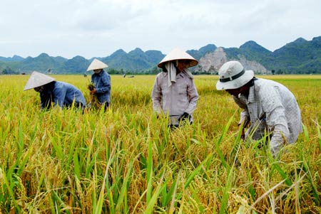 Giá lúa lại bắt đầu giảm